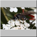 Exetastes adpressorius - Schlupfwespe m01f 9mm - OS-Hasbergen Lehmwiese det06.jpg